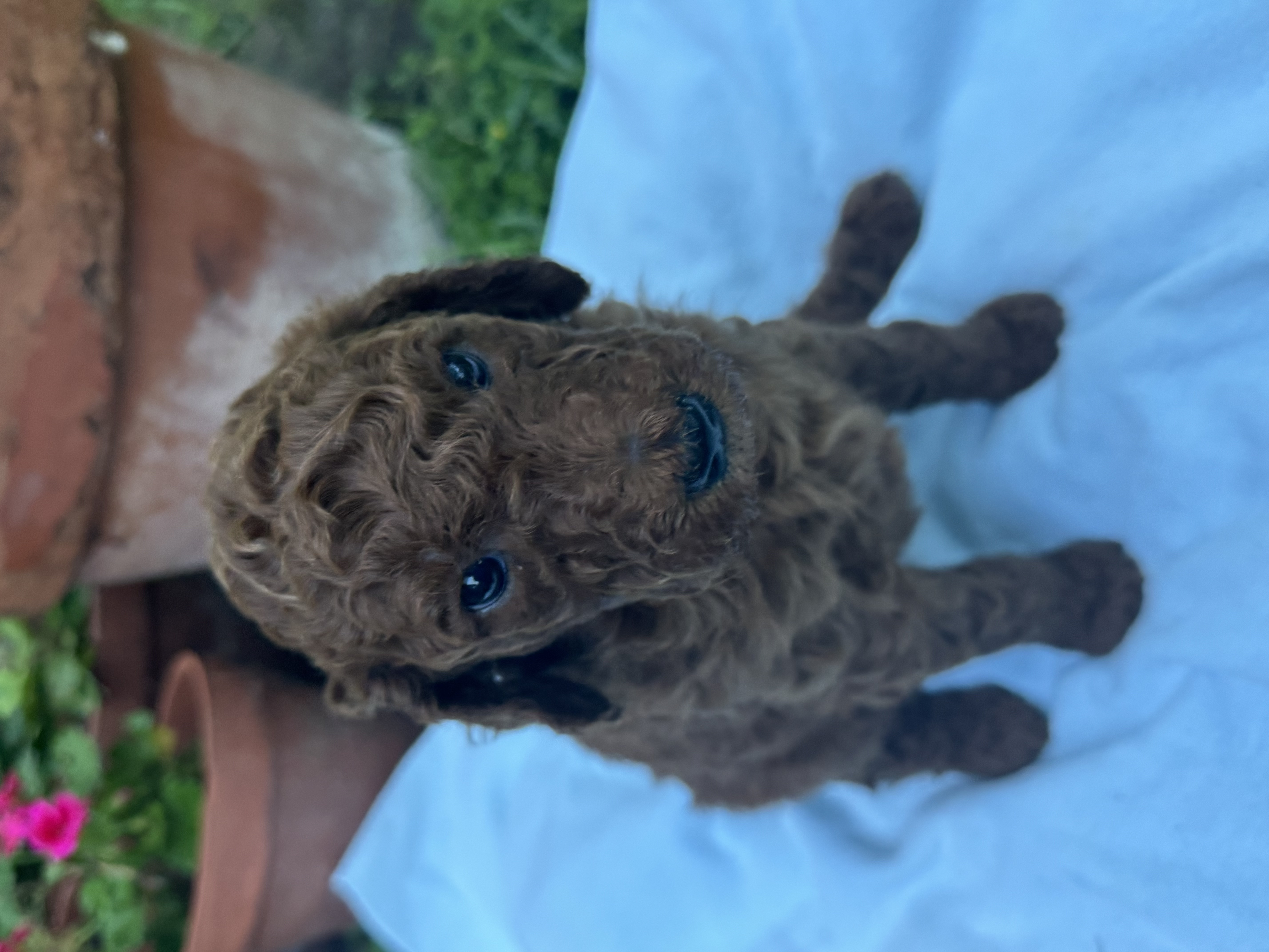 Garnet, red Standard Poodle puppy