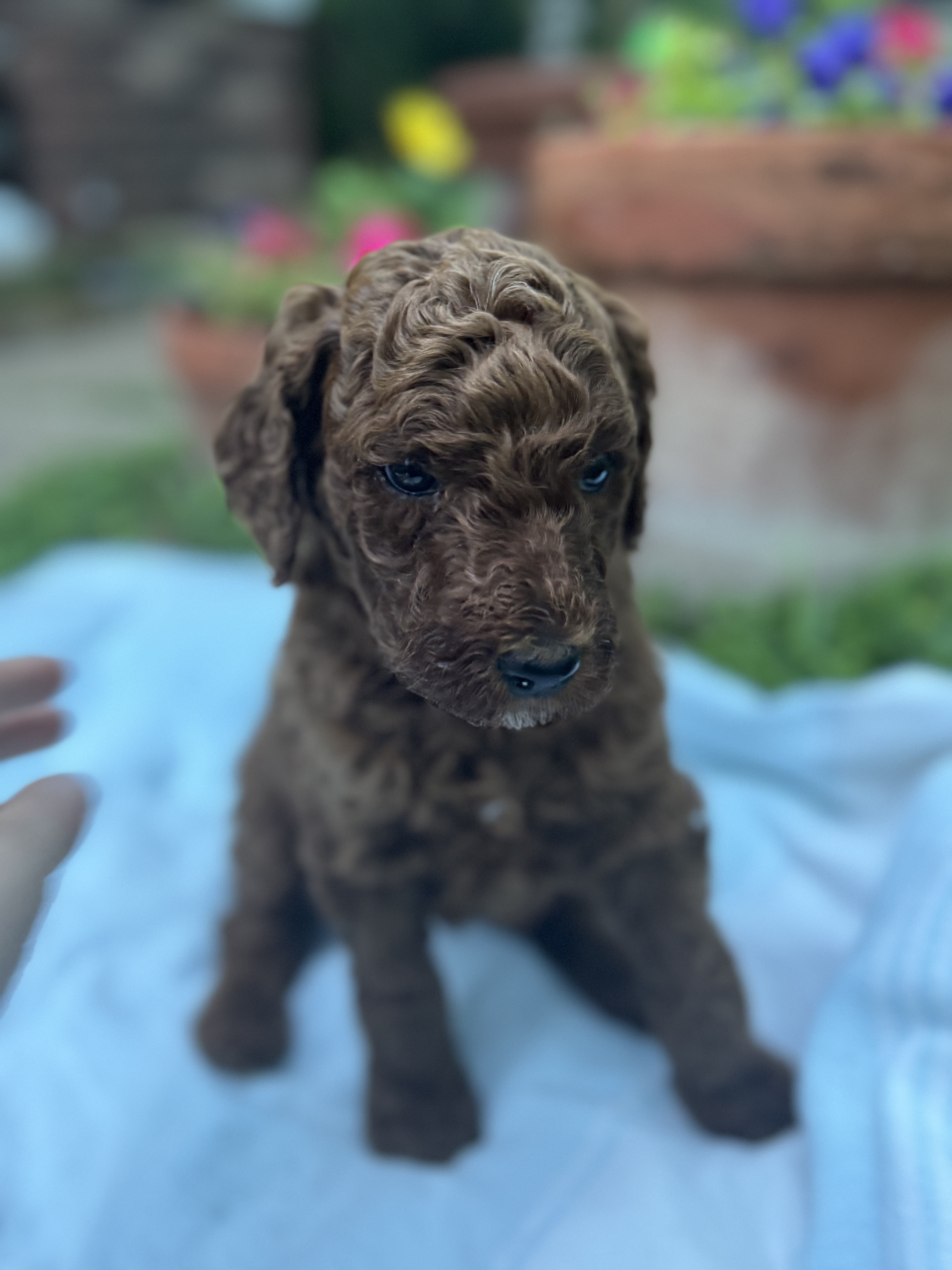 Jasper, red Standard Poodle puppy