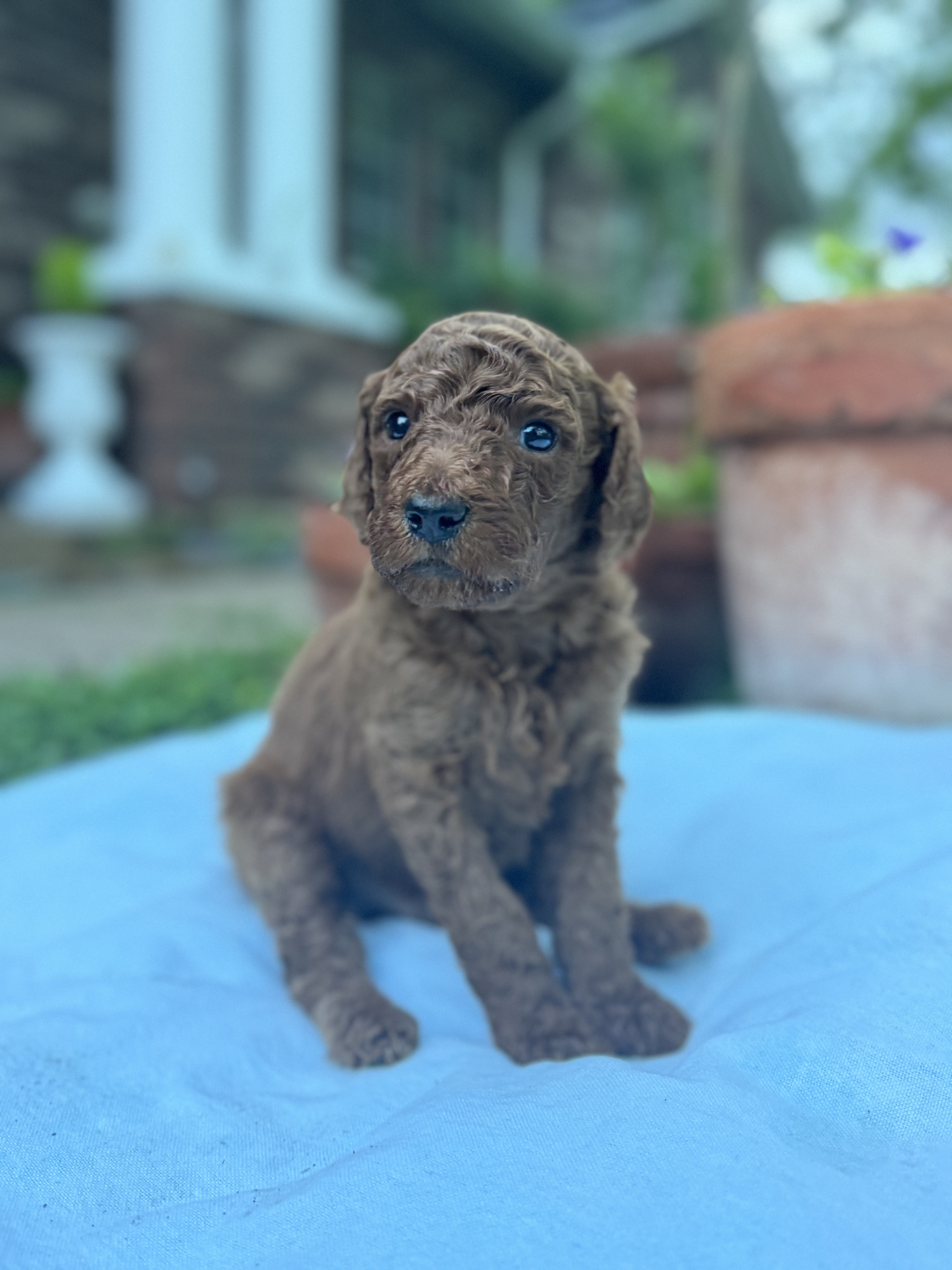 Spinel, red Standard Poodle puppy