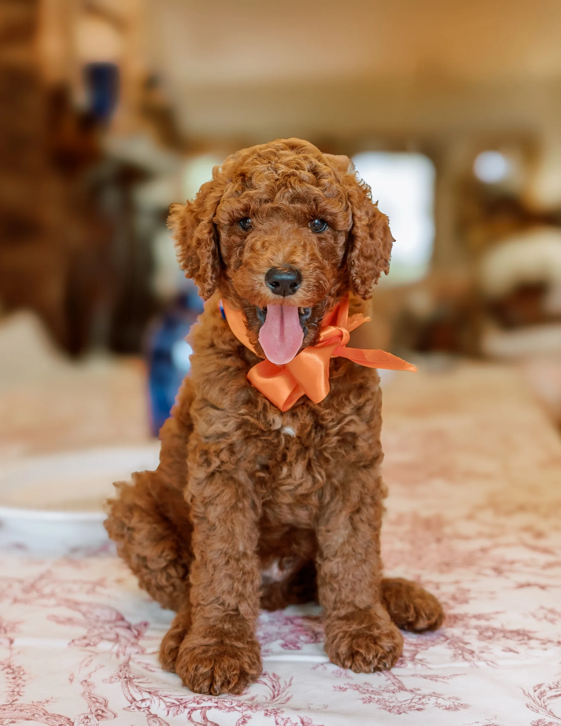 Red Standard Poodle puppy with an orange satin bow