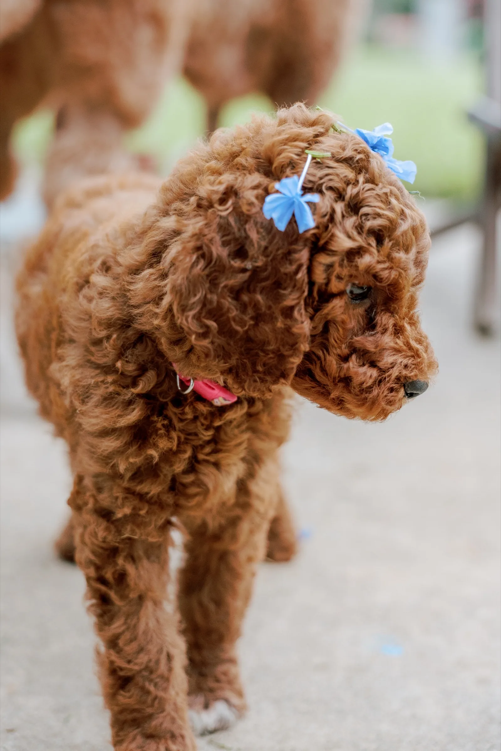 Red Standard Poodle puppy with blue bows looking down