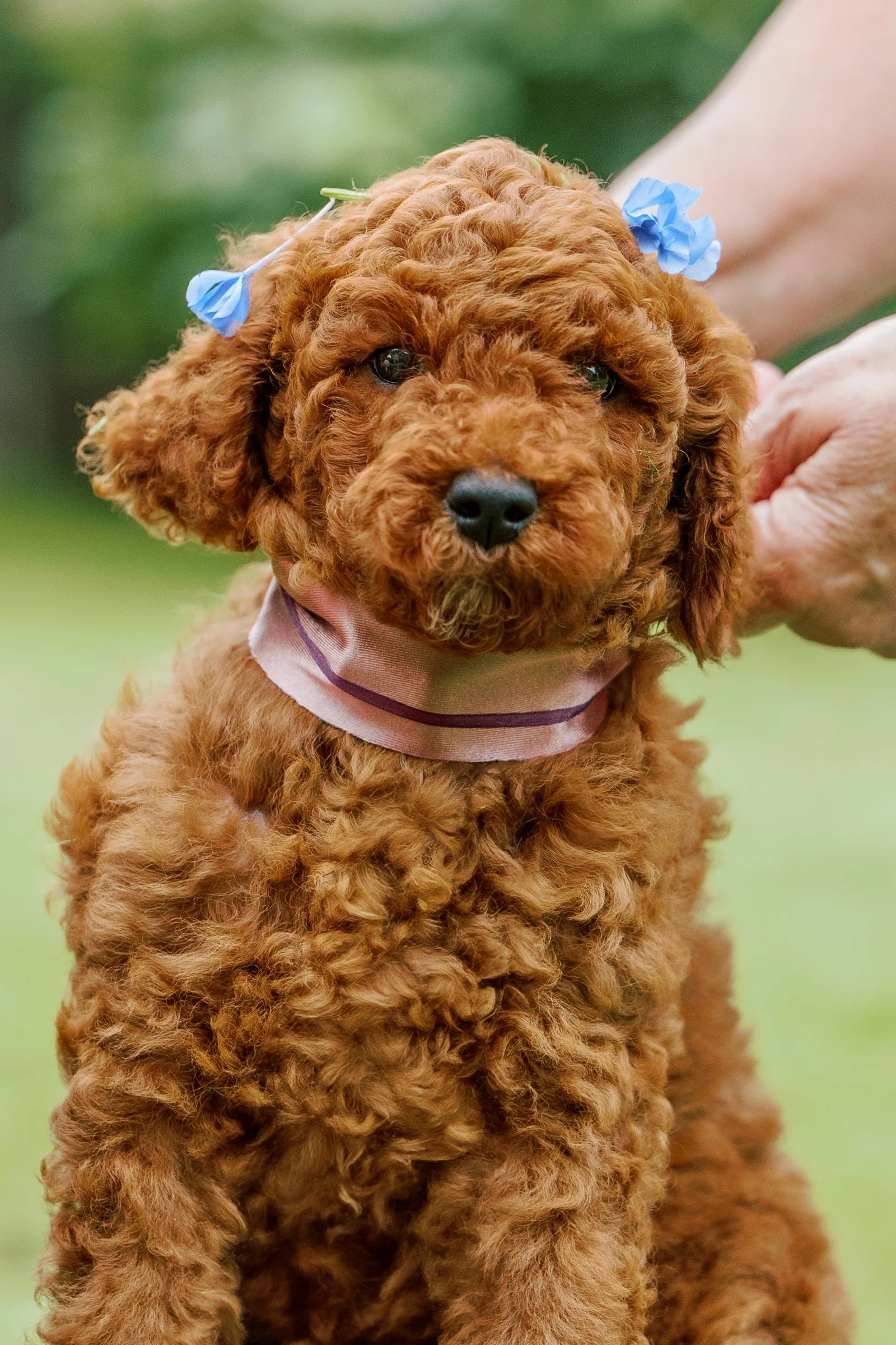 Red Standard Poodle puppy with a pink collar and blue bows