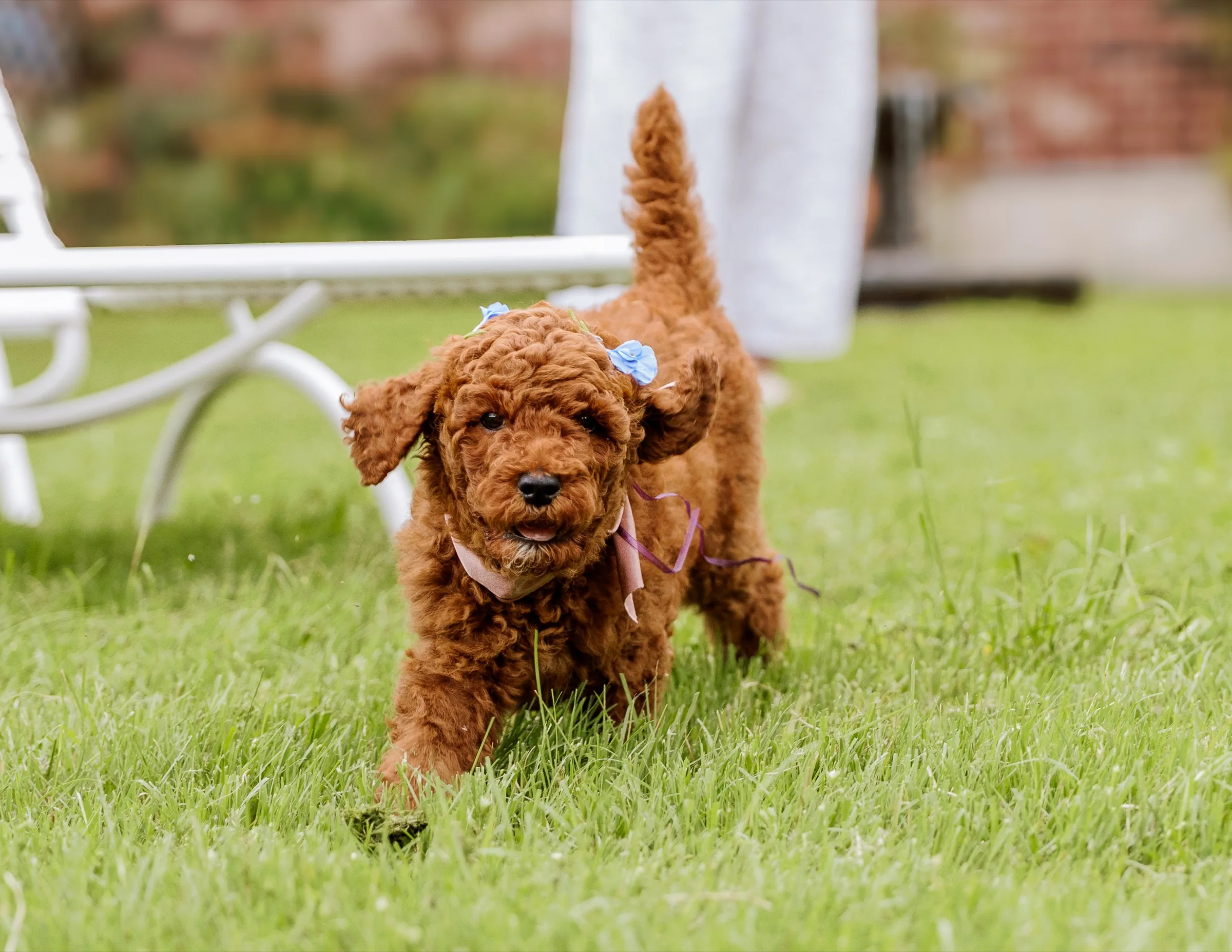 Red Standard Poodle puppy mid-stride on the lawn