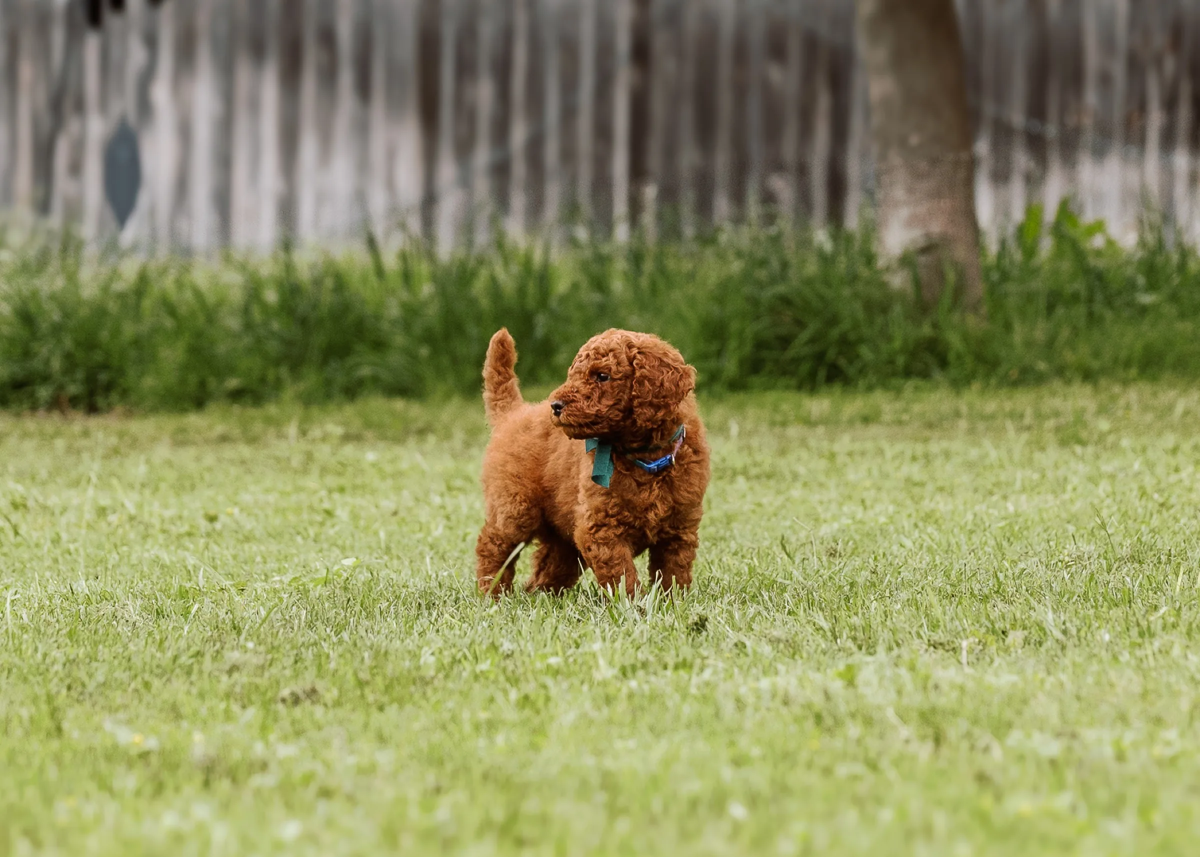 Red Standard Poodle puppy walking through grass beside a wooden fence
