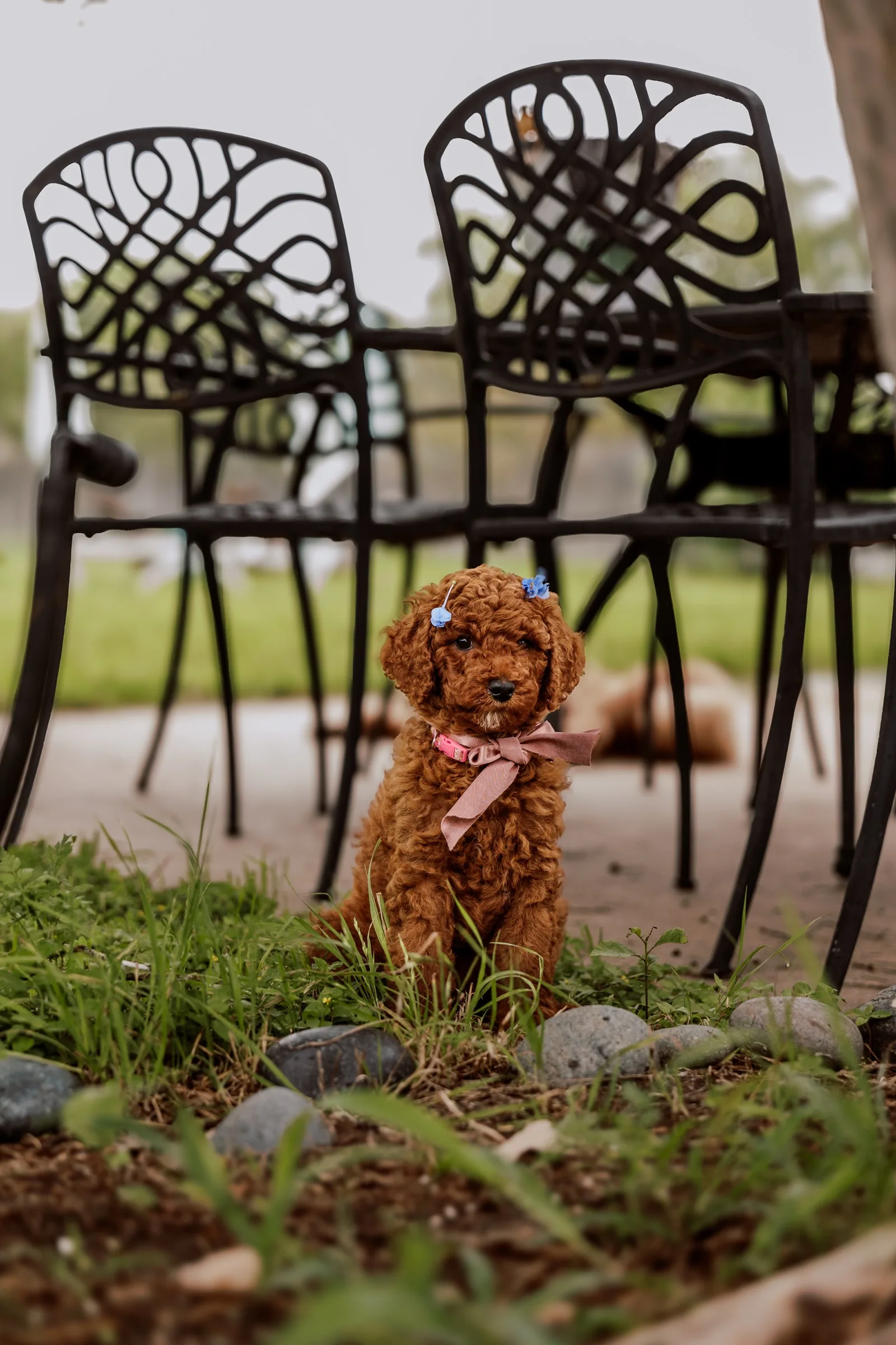 Red Standard Poodle puppy seated between black metal patio chairs