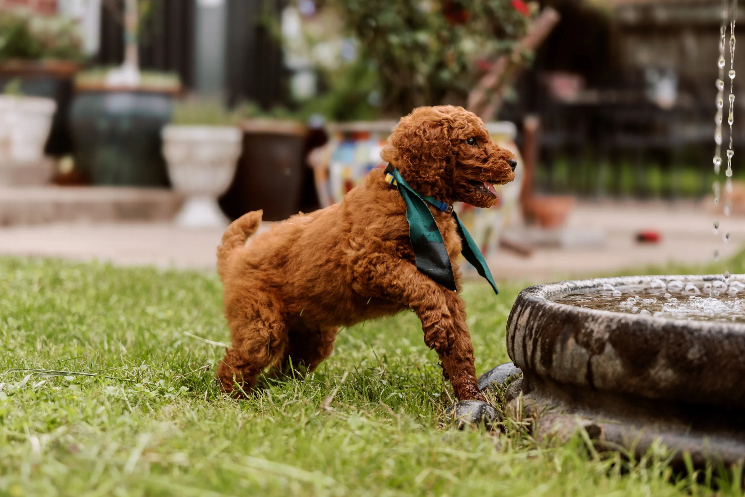 Red Standard Poodle puppy at a stone water trough in the garden