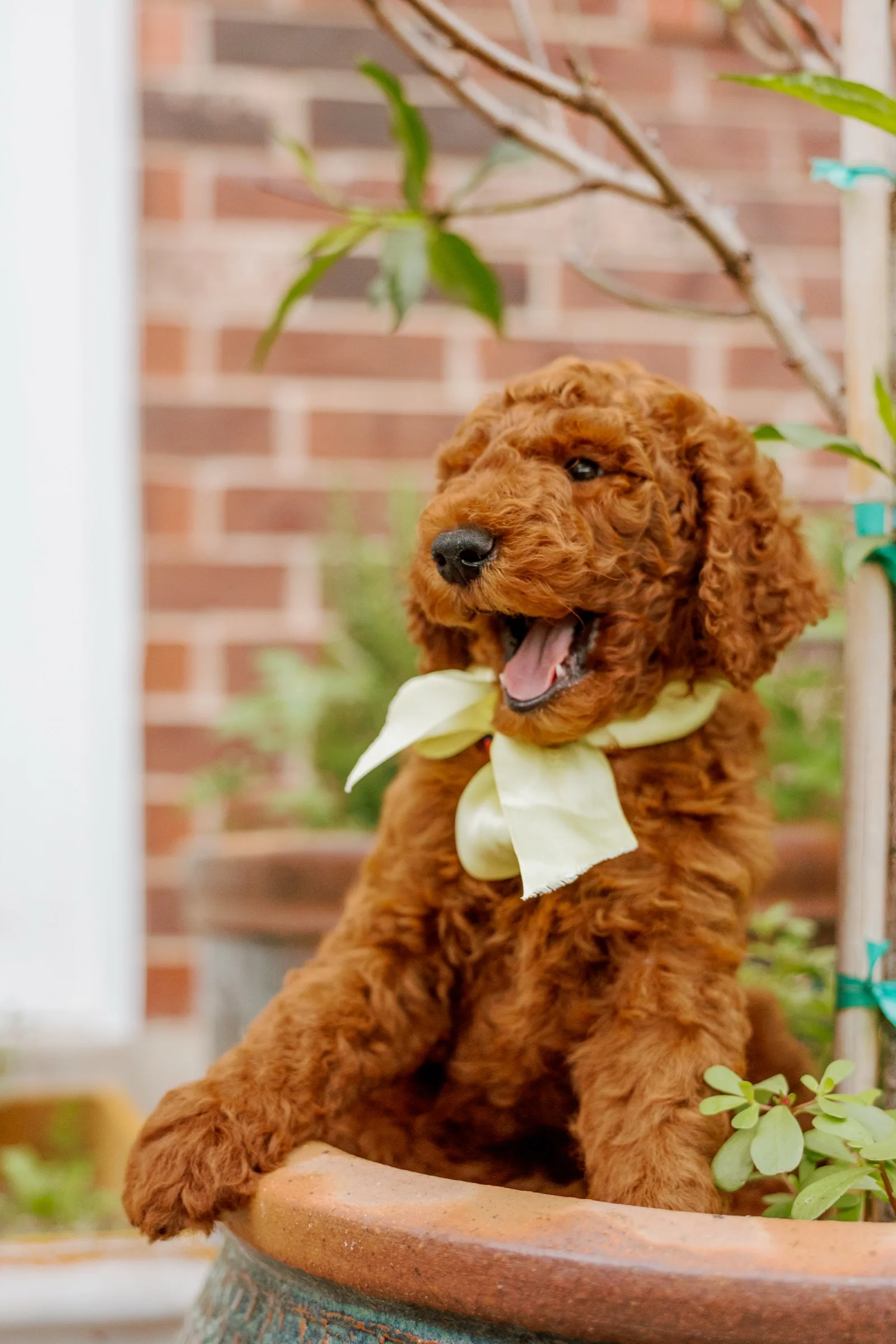 Red Standard Poodle puppy with a yellow bow in a clay pot