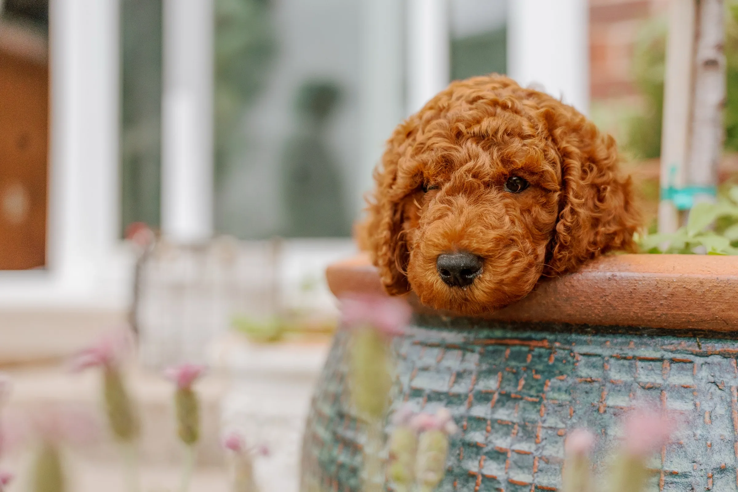 Red Standard Poodle puppy resting head on a glazed planter