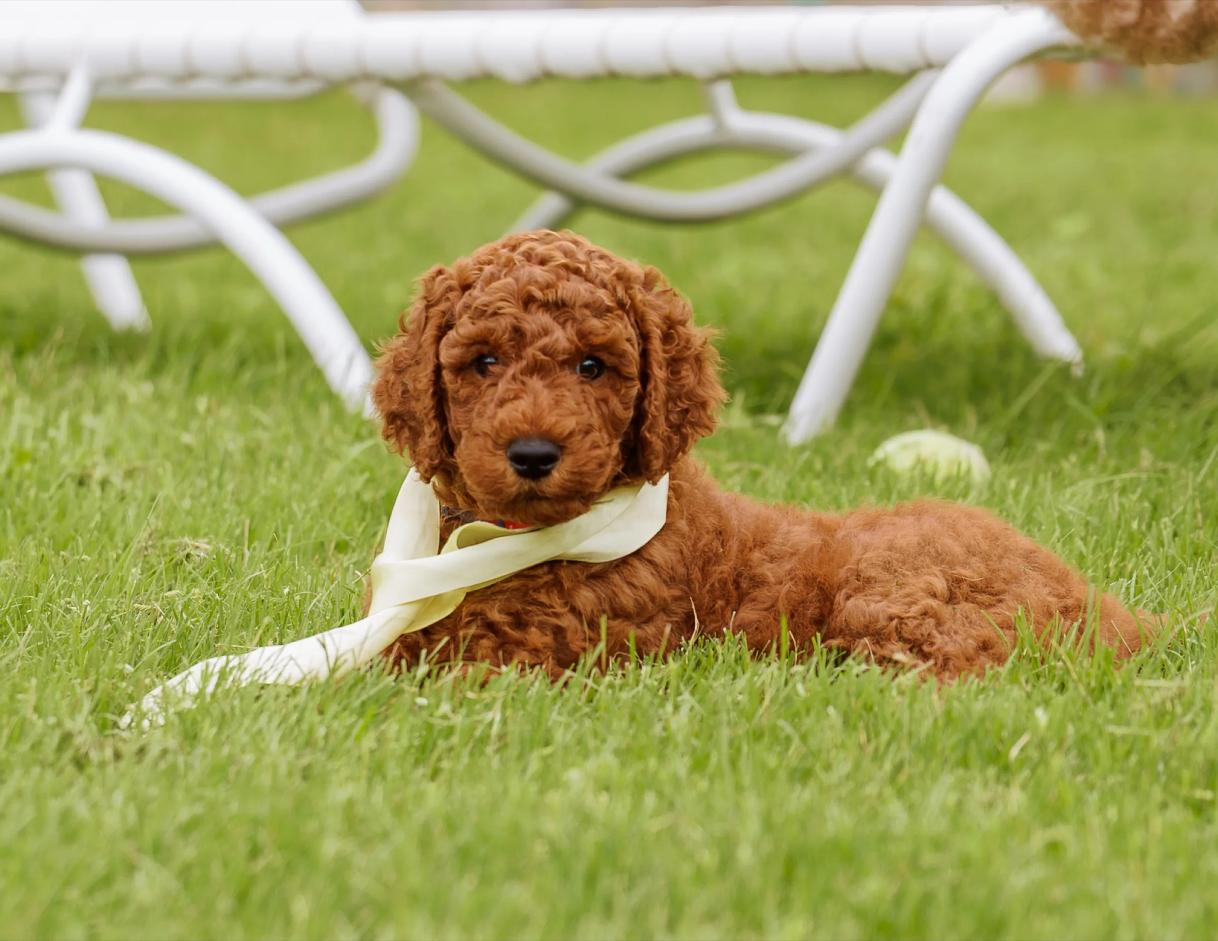 Red Standard Poodle puppy lying beside a curved iron bench