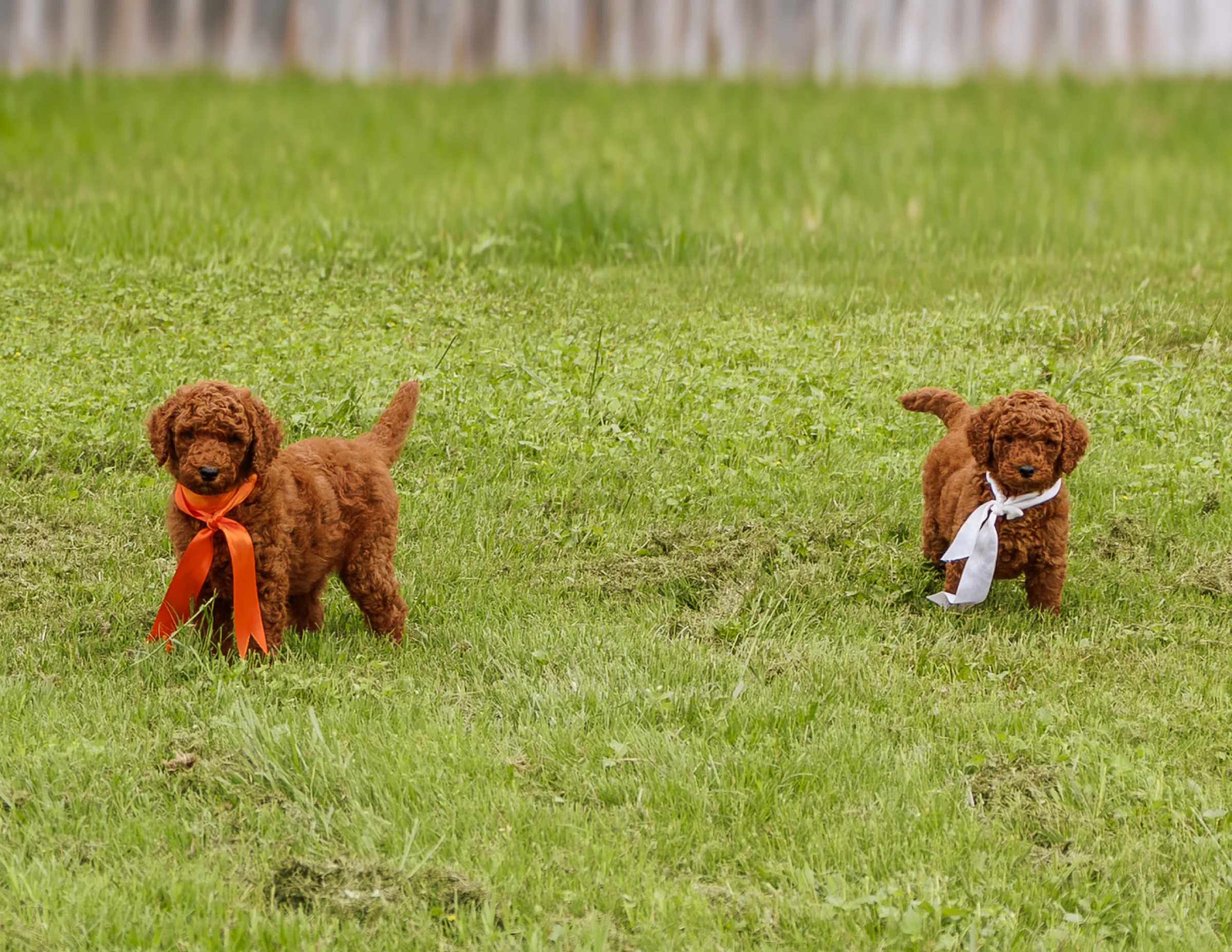 Two red Standard Poodle puppies running through grass