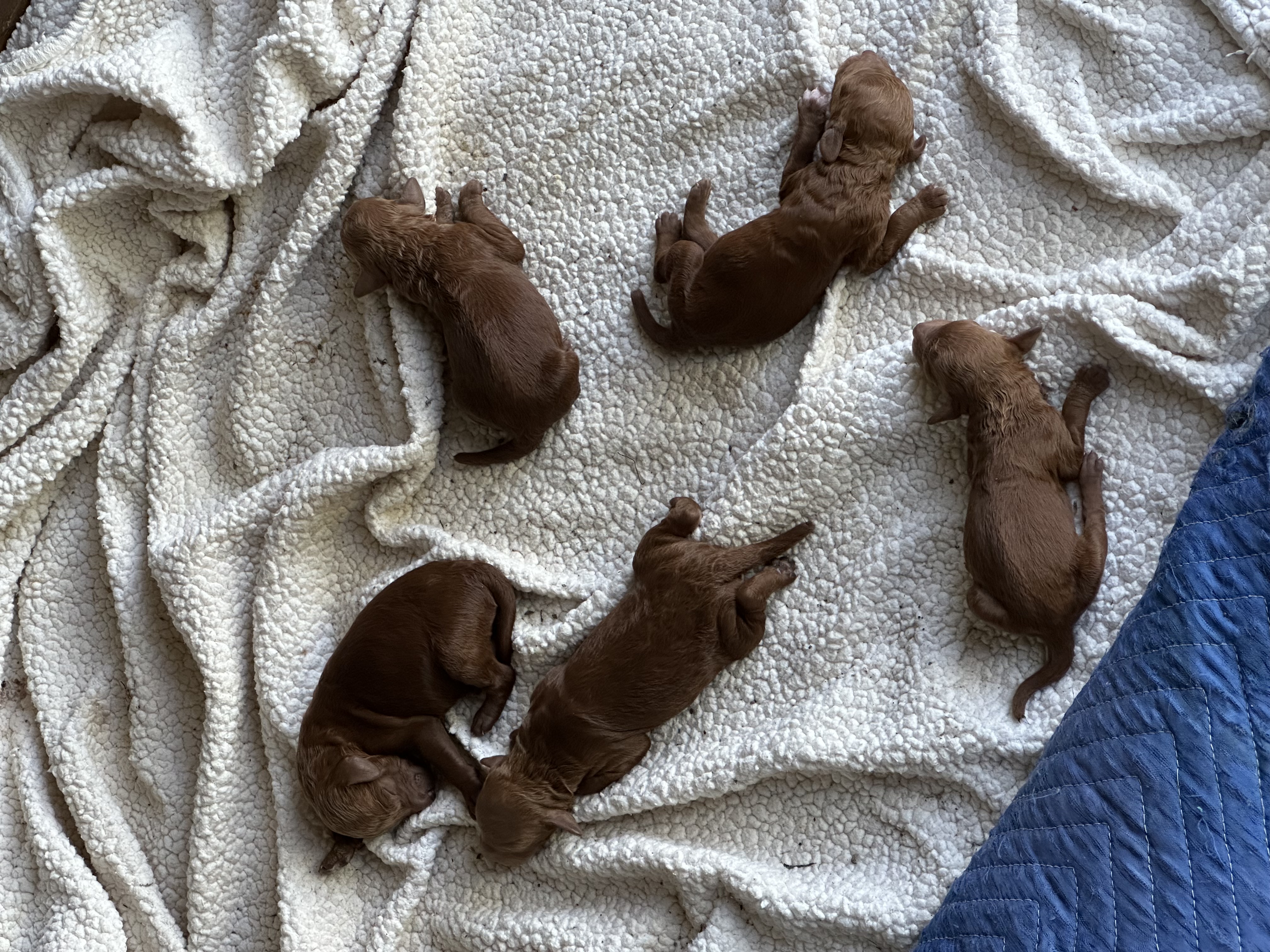 Ruby's litter of red Standard Poodle puppies