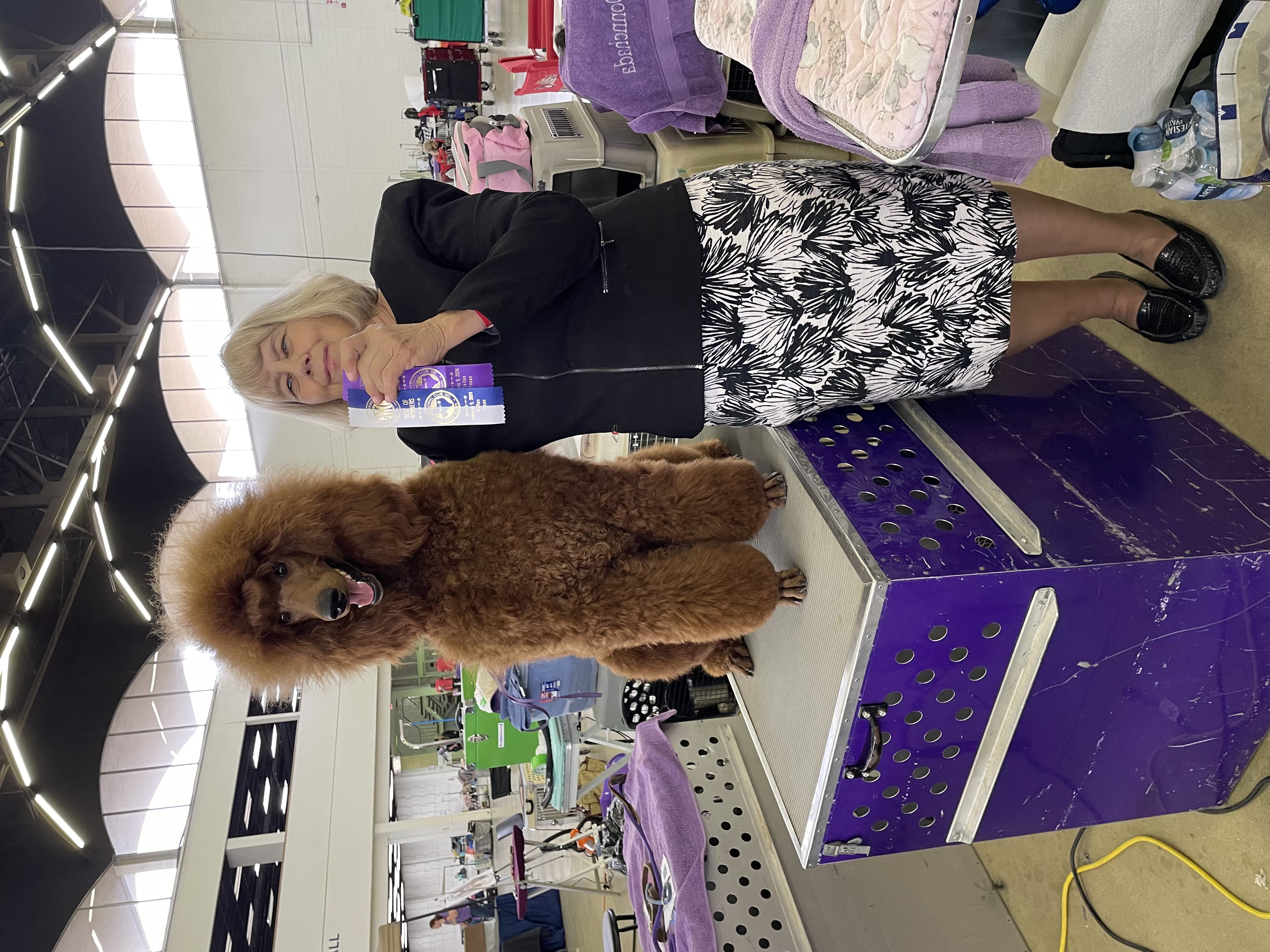 Ransom, AKC Champion red Standard Poodle sire